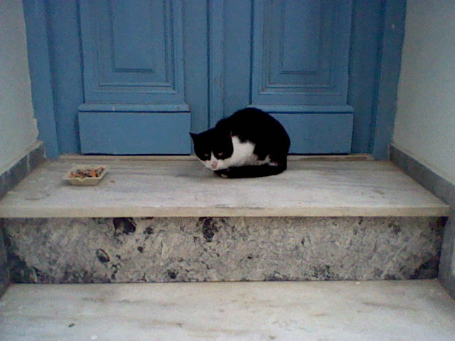 A black and white cat at someone's doorstep