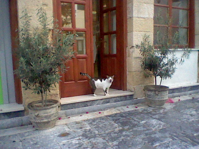 A cat outside a restaurant
