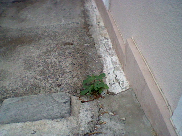 A baby fig tree growing in the cement