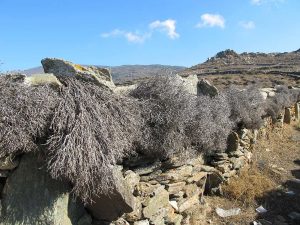 A dried holme bush barrier on a schist wall