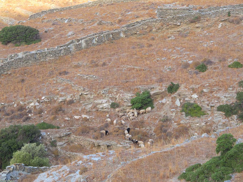 Sheep seen from the walk down to Zagora