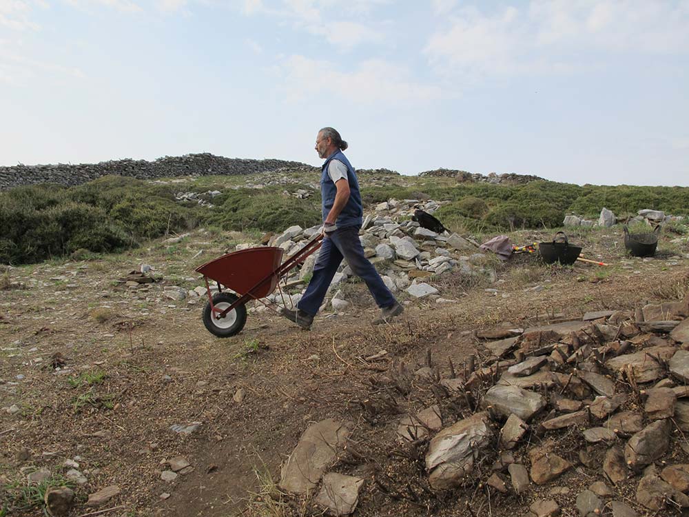 Steve Vassilakis removing rocks and soil in a wheelbarrow