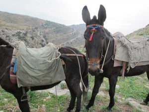 One of the pack mules with a beaded bridle