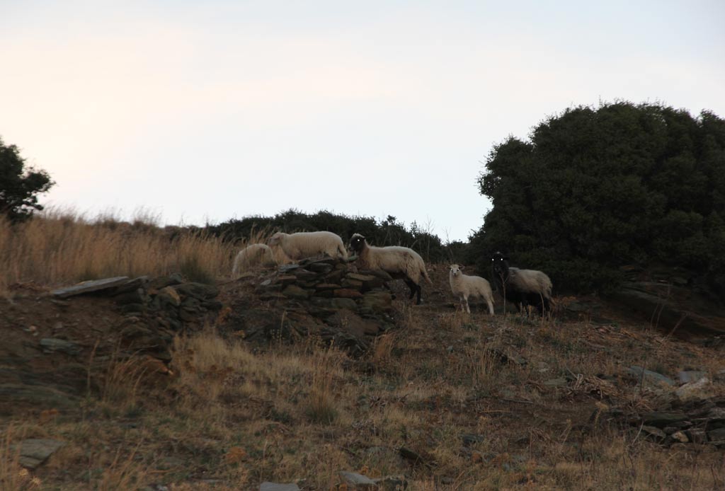 Sheep near Zagora