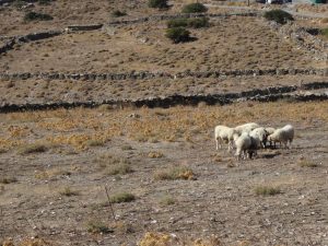 Sheep in one of the fields we pass on the way to Zagora