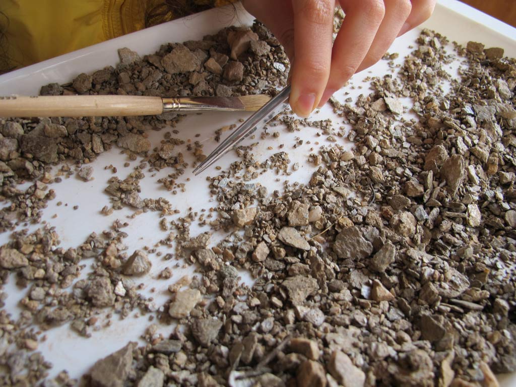 A close up shot of Roza sorting through the soil debris. Observing her keen focus and methodical and meticulous work, I understood why Evi had entrusted this work to Roza.