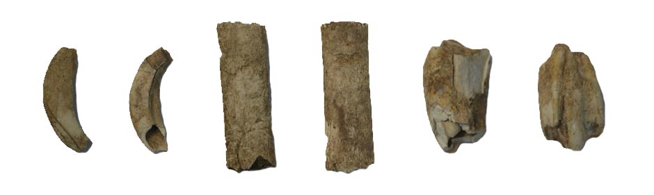 Three animal bones that were found at Zagora