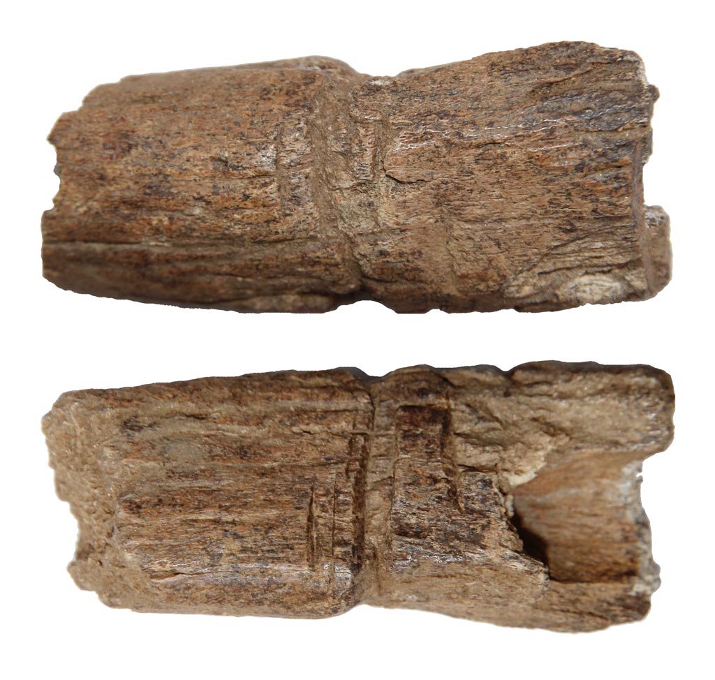 Two sides of a horn core fragment